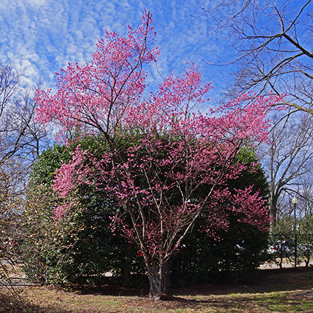 Official Japanese Okame Cherry Blossom Tree