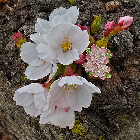 2019 Official National Cherry Blossom Festival Pin