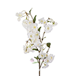 White Silk Yoshino Cherry Blossom Branch